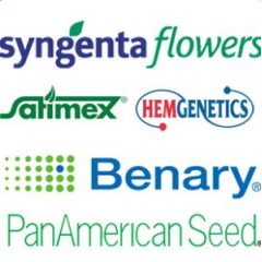 Насіння квітів у профупаковці