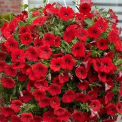 Насіння квітів