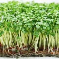 Мікрозелень (мікрогрін)