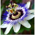 Пасифлора (профпакет)