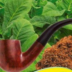 Насіння тютюну курильного