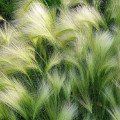 Ячмінь декоративний (профпакет)