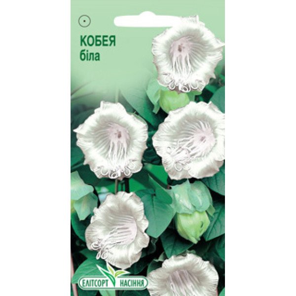 Насіння кобеї білої /5 насінин/ *ЕлітСорт*
