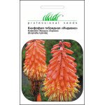 Кніфофія гібридна Індіана /0,2 г/ *Професійне насіння*