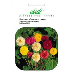 Жоржина Помпон суміш /0,2 г/ *Професійне насіння*