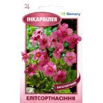 Інкарвілея рожева /10 насінин/ *ЕлітСорт*