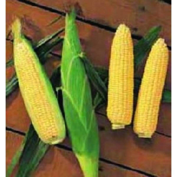 Насіння кукурудзи цукрової Растлер F1 /8 г/ *Антарія*