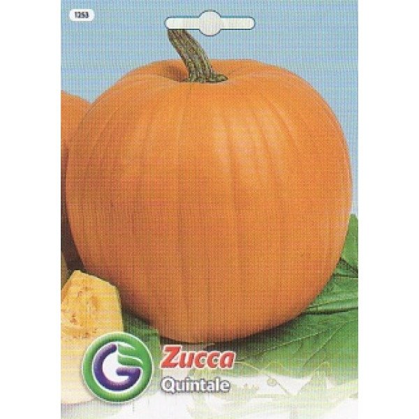 Насіння гарбуза Квінтале /3,5 г/ *Galassi sementi*