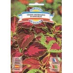 Колеус Радуга смесь /0,25 г/ *Garden Elite*