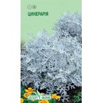 Цинерария приморская /0,1 г/ *ЭлитСорт*