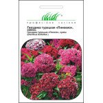Гвоздика турецька Пінокіо суміш /0,2 г/ *Професійне насіння*