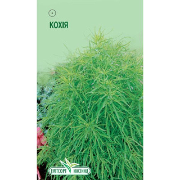 Насіння кохіі /0,2 г/ *ЕлітСорт*