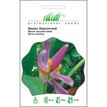 Банан бархатный /3 семечка/ *Профессиональные семена*