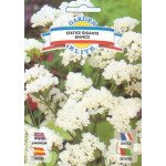 Кермек Гвоздичний гігант білий /0,3 г/ *Garden Elite*