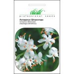 Аспарагус Шпренгера /0,5 г/ *Профессиональные семена*