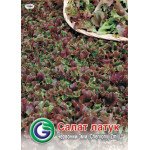 Салат Червоный змий /9 г/ *Galassi sementi*
