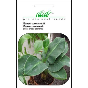 Банан комнатный /3 семечка/ *Профессиональные семена*