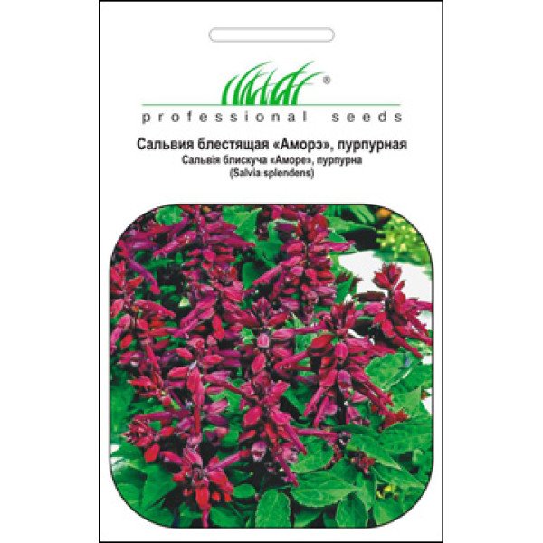 Насіння сальвії пурпурова /20 насінин/ *Професійне насіння*
