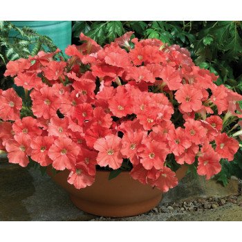 Петуния Пикобелла F1 лососевая (salmon) /200 семян (драже)/ *Syngenta*