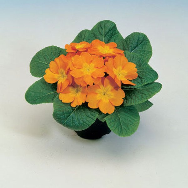 Насіння примули Піонер F1 бронзова /100 насінин/ *Hem Genetics*