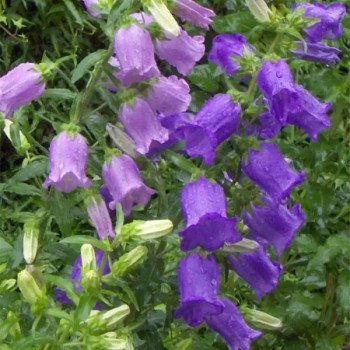 Колокольчики средние темно-синие /3 г/ *W.Legutko*