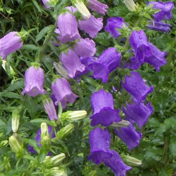 Семена колокольчиков средние темно-синие /3 г/ *W.Legutko*