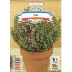 Тимьян Тимо /0,5 г/ *Galassi sementi*