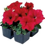 Петуния Танго F1 красная (red) /1.000 семян (драже)/ *Hem Genetics*