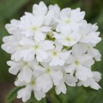 Вербена Кварц XP F1 біла (white) /20 насіння/ *Pan American*