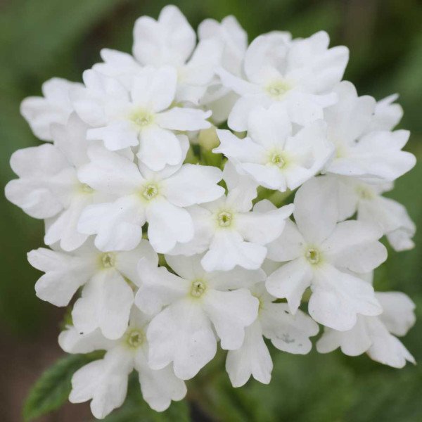 Семена вербены Кварц XP F1 белая (white) /20 семян/ *Pan American*