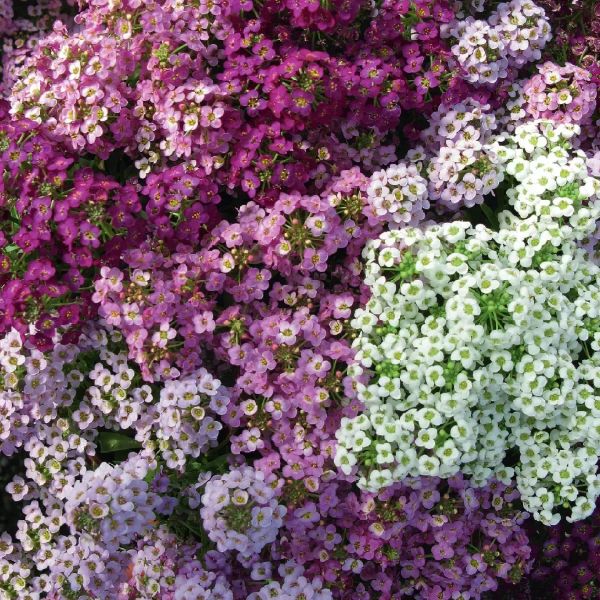 Насіння лобулярії Вандерленд суміш (mix) /20 мультидраже/ *Benary*