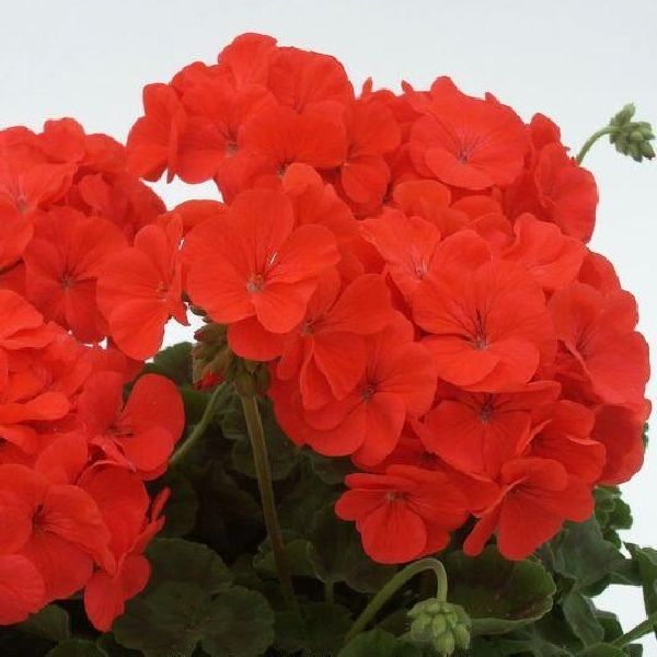 Семена пеларгонии Гизела F1 /10 семян/ *Cerny*