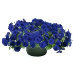 Петуния Саксесс F1 TR синяя (blue) /10 семян (драже)/ *Benary*