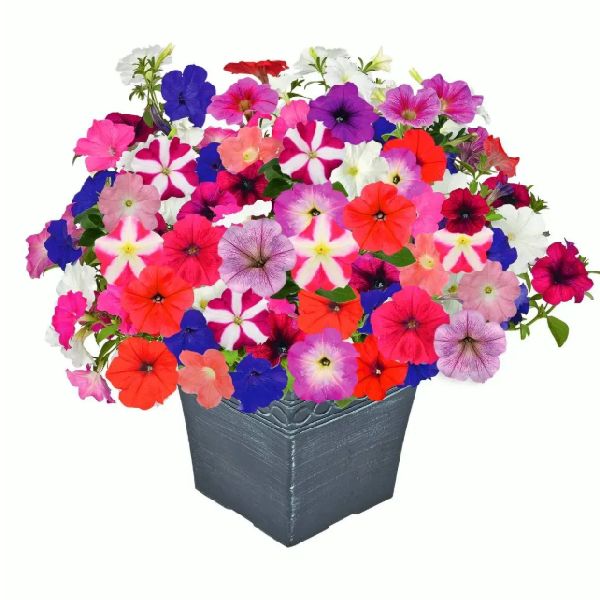 Семена петунии Саксесс F1 TR смесь (mix) /10 семян (драже)/ *Benary*