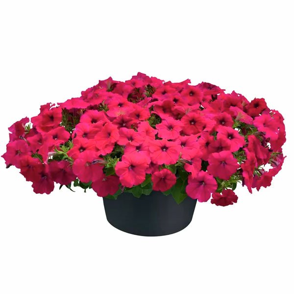 Семена петунии Саксесс F1 TR розовая (rose) /10 семян (драже)/ *Benary*