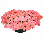 Петунія Саксесс F1 TR лососева (salmon) /10 насінин (драже)/ *Benary*