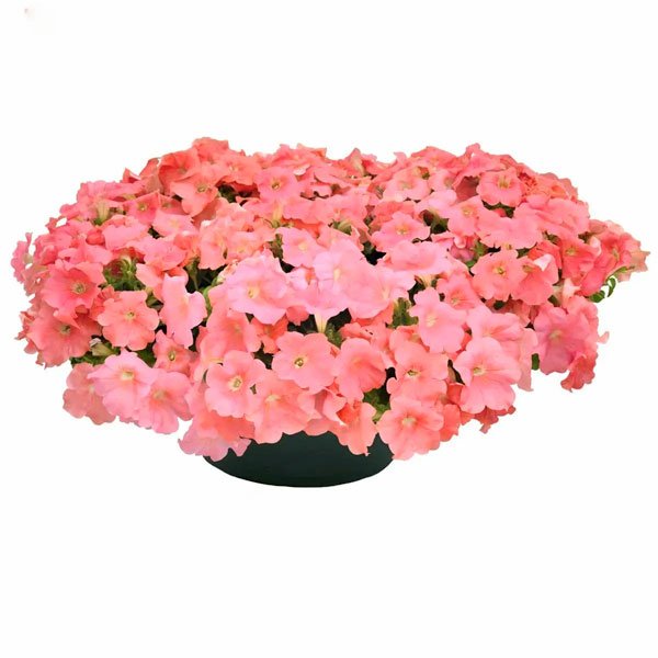 Семена петунии Саксесс F1 TR лососевая (salmon) /10 семян (драже)/ *Benary*