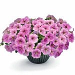 Петунія Саксесс F1 TR сільвер (silver) /10 насінин (драже)/ *Benary*