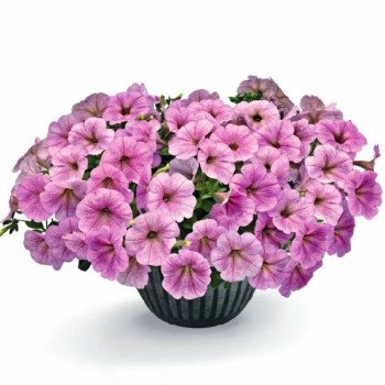 Петунія Саксесс F1 TR сільвер (silver) /10 насінин (драже)/ *Benary*