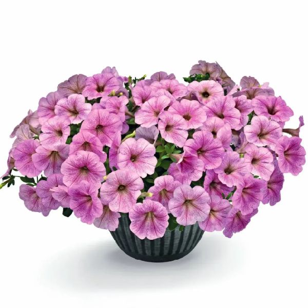 Семена петунии Саксесс F1 TR сильвер (silver) /10 семян (драже)/ *Benary*