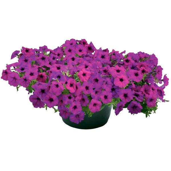 Семена петунии Саксесс F1 TR фиолетовая (violet) /10 семян (драже)/ *Benary*