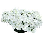 Петунія Саксесс F1 TR біла (white) /10 насінин (драже)/ *Benary*