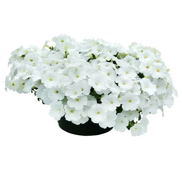 Семена петунии Саксесс F1 TR белая (white) /10 семян (драже)/ *Benary*