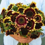 Подсолнечник декоративный Флоренс /10 семян/ *Benary*