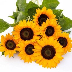 Подсолнечник декоративный Сорая /10 семян/ *Benary*