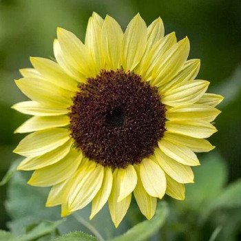 Соняшник декоративний Валентайн /10 насінин/ *Benary*