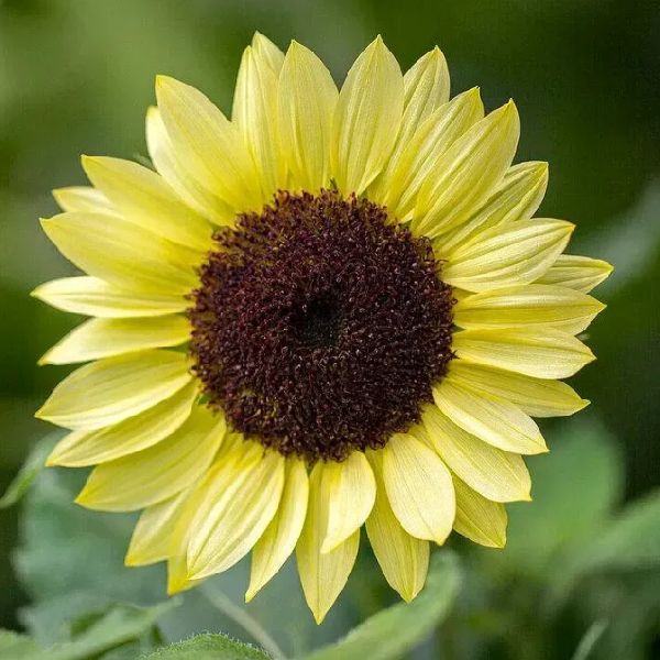 Семена подсолнечника декоративного Валентайн /10 семян/ *Benary*