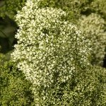 Трахеліум Мічіган білий (white) /20 насінин (драже)/ *Pan American*