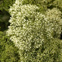 Трахеліум Мічіган білий (white) /20 насінин (драже)/ *Pan American*