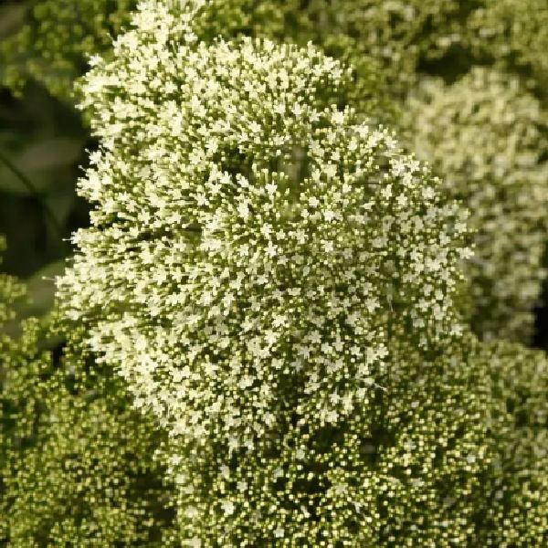 Насіння трахеліуму Мічіган білий /20 насінин (драже)/ *Pan American*